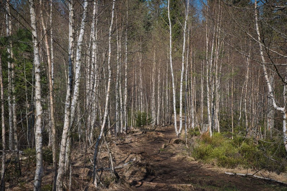 The Silver Birch Tree And Its Benefits - Spice Station